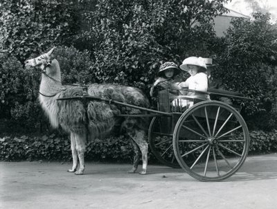 Three Visitors, Including Two Young Girls, Riding in a Cart Pulled by a Llama, London Zoo, c.1912 by Frederick William Bond